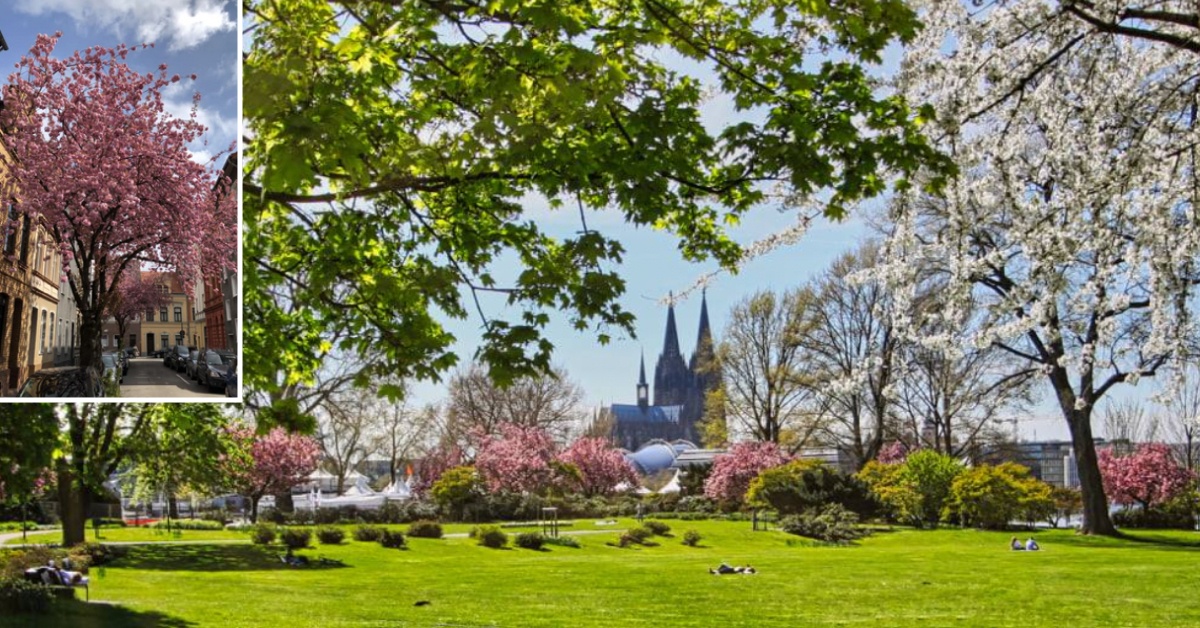 Kirschblüte in Köln 13 Kölner Orte, an denen es jetzt besonders blüht