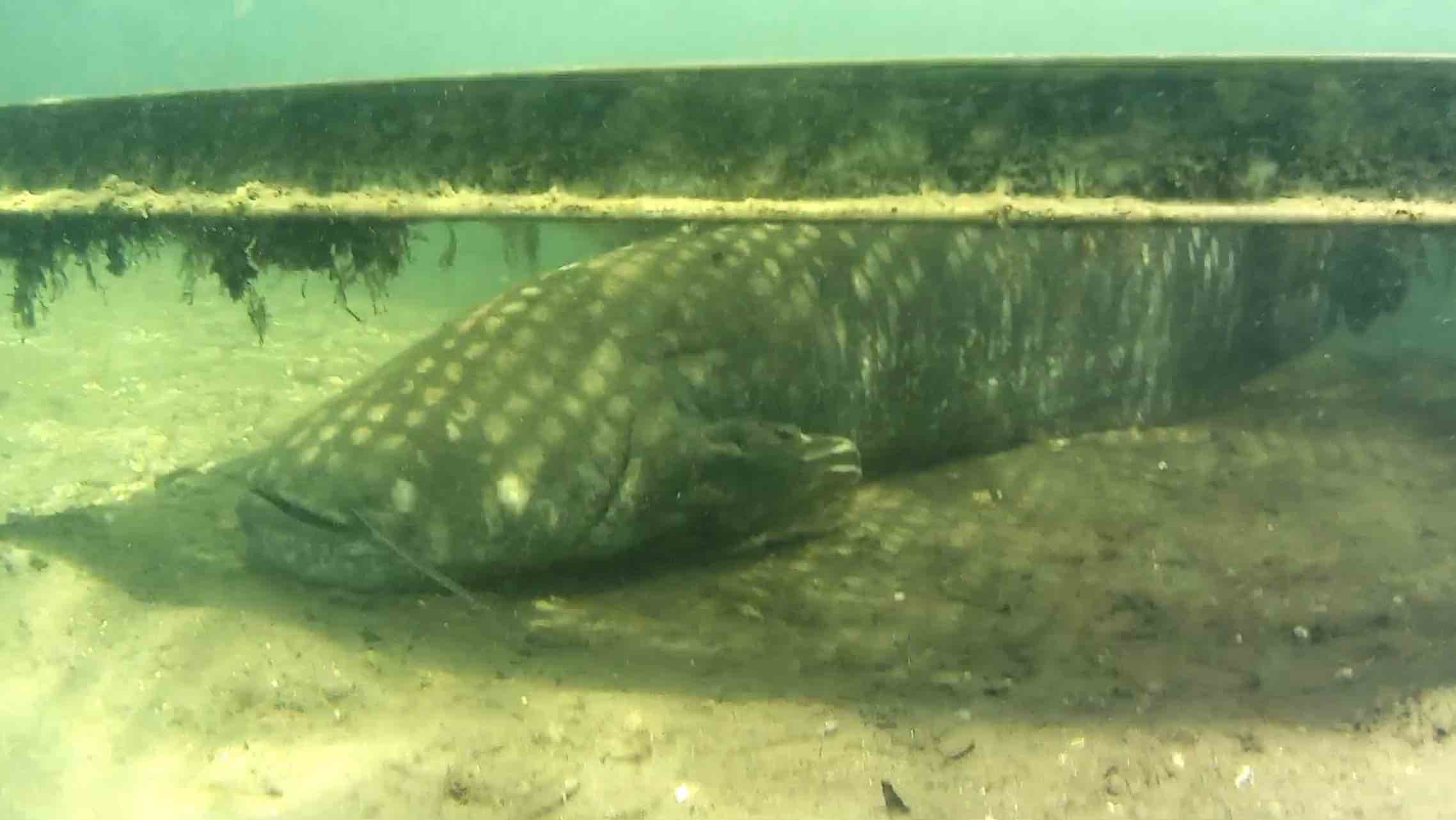 Die geheimnisvolle Unterwasserwelt im Fühlinger See