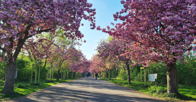 Kirschbäume am Decksteiner Weiher in Köln