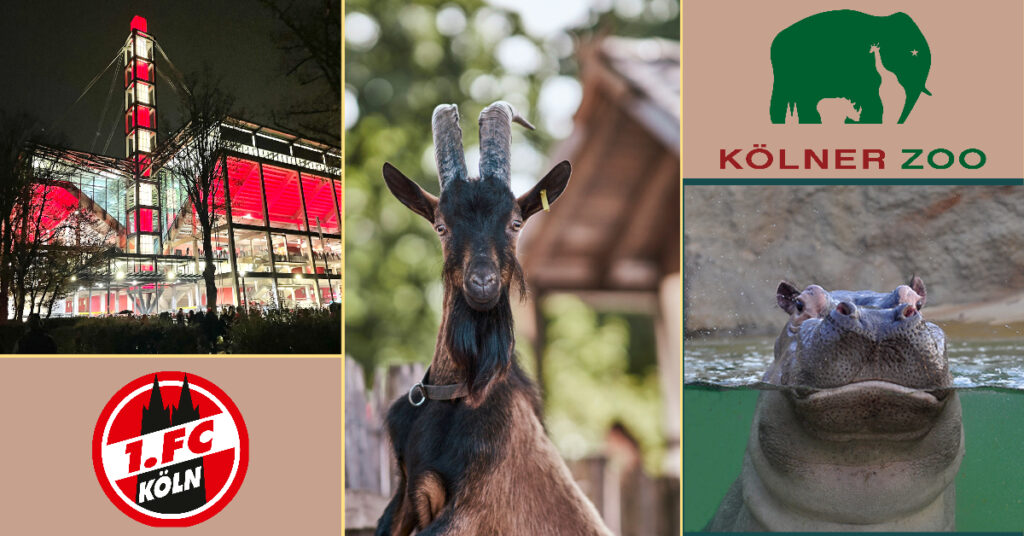 Kölner Zoo, 1. FC Köln