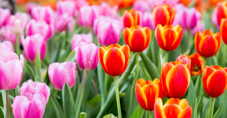 Tulpenfelder Köln