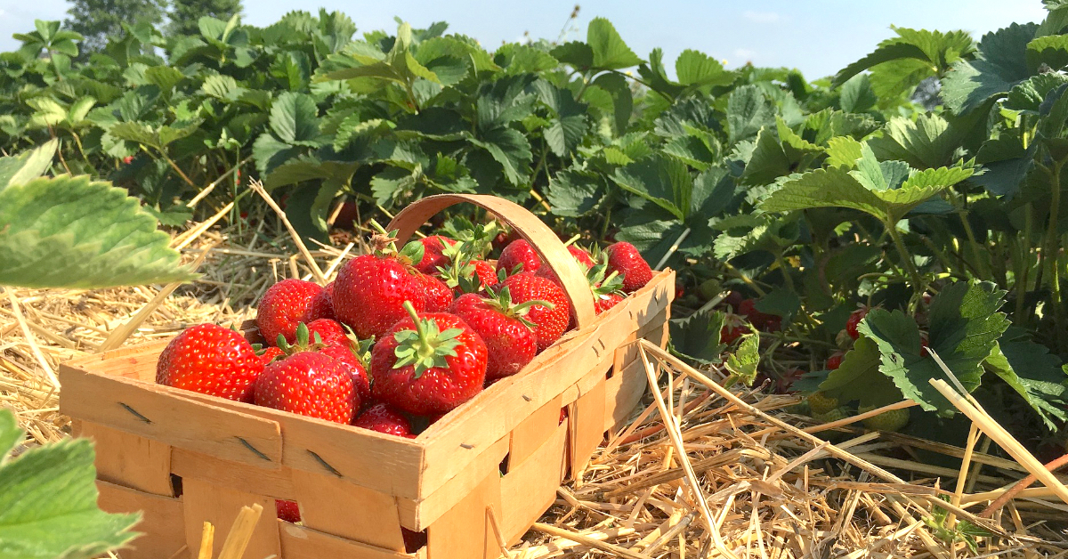 5 Orte rund um Köln, um Erdbeeren selbst zu pflücken