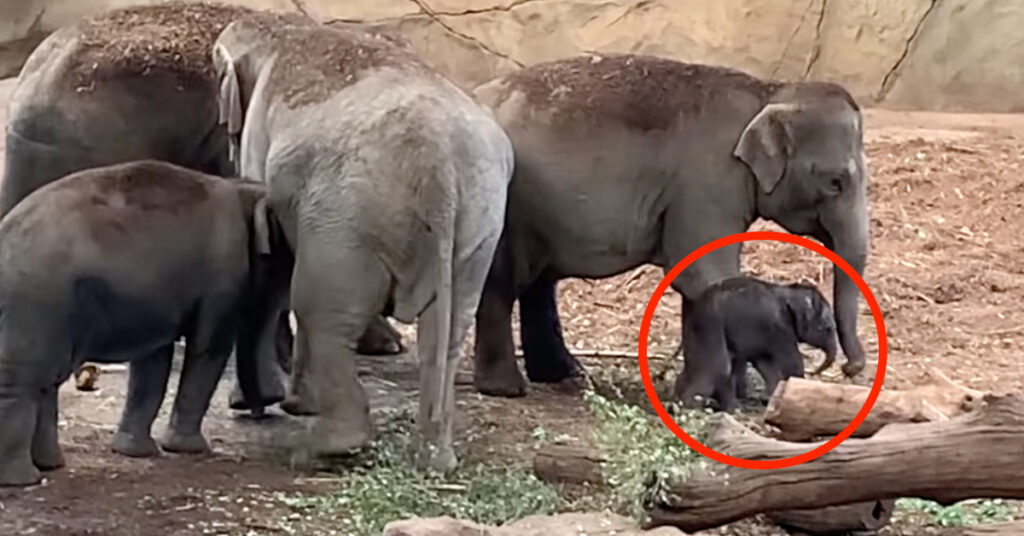 Elefantenbaby Kölner Zoo