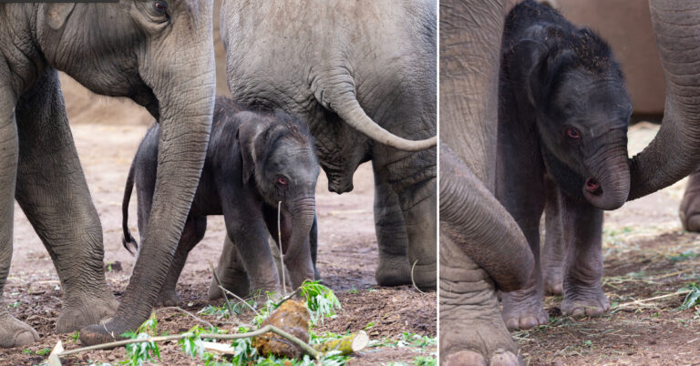 Kölner Zoo Elefantenbaby