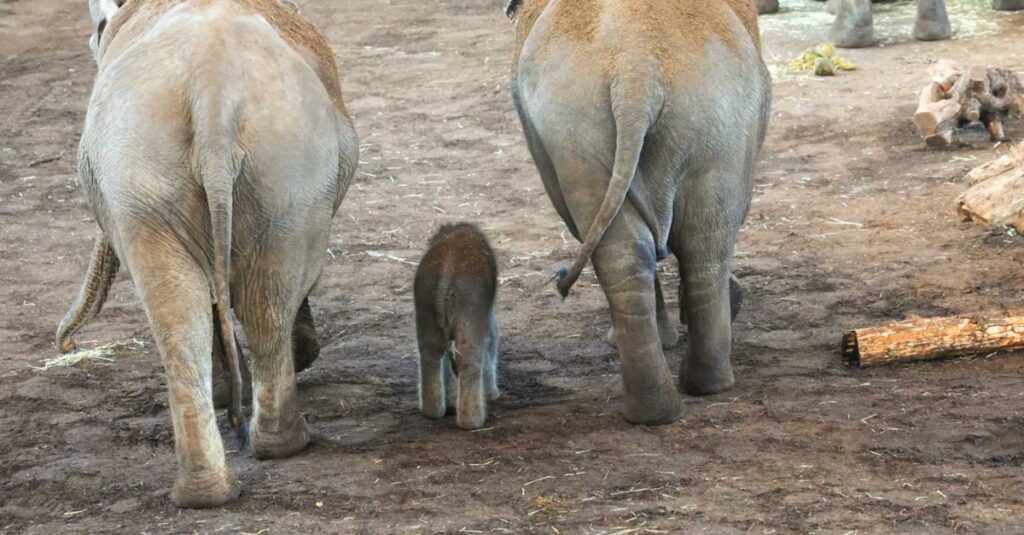 Elefantenbaby Kölner Zoo