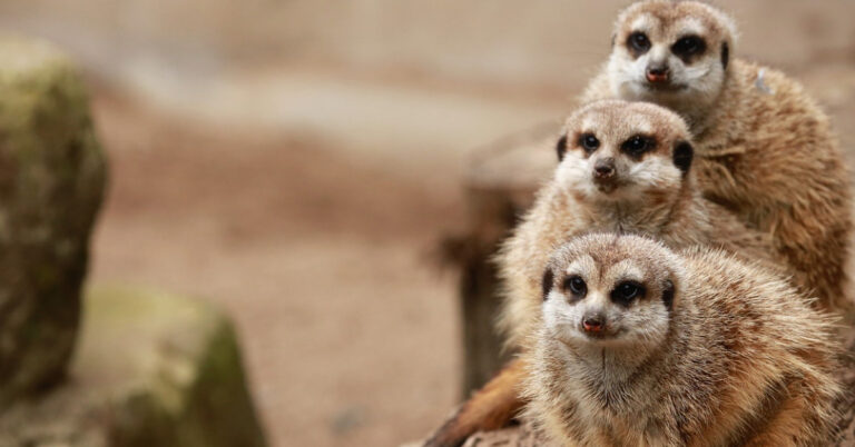Kölner Zoo