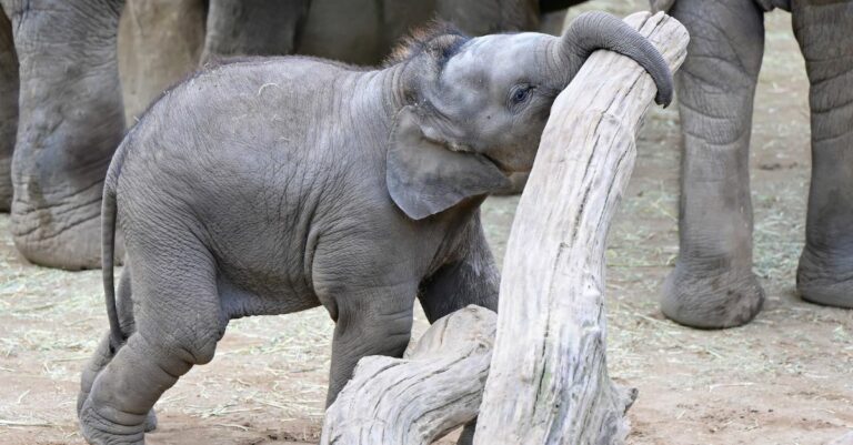 Elefantentag Kölner Zoo