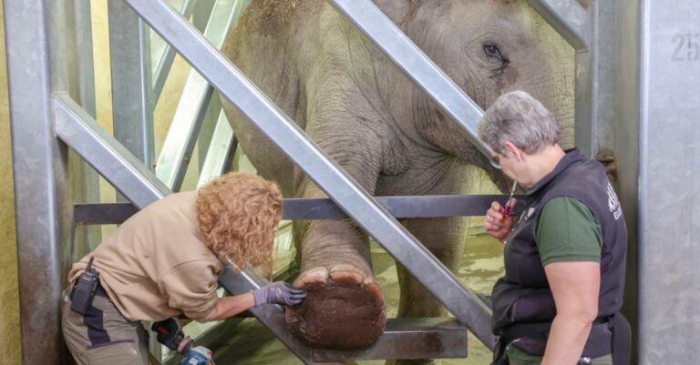 Elefant im Kölner Zoo