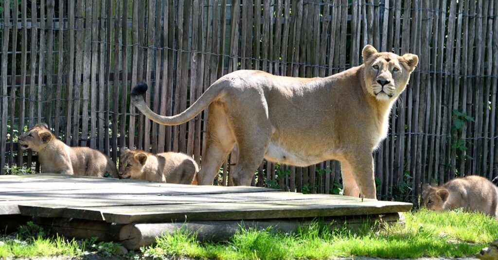 Löwen Babys Kölner Zoo