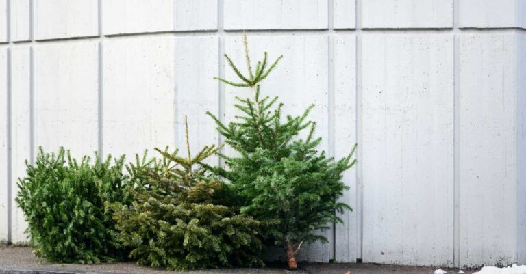 Weihnachtsbaum entsorgen 2025 Köln