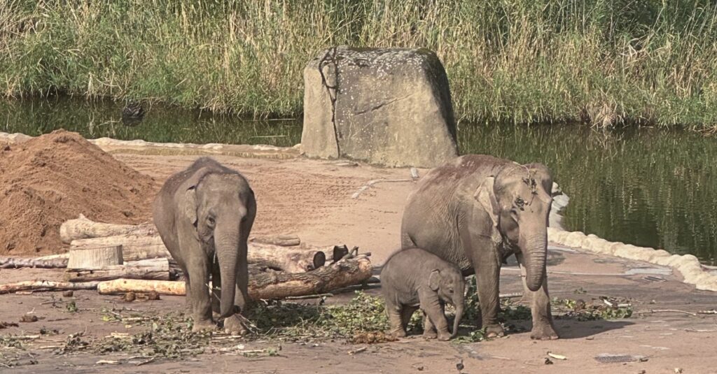 Essen und Trinken Kölner Zoo
