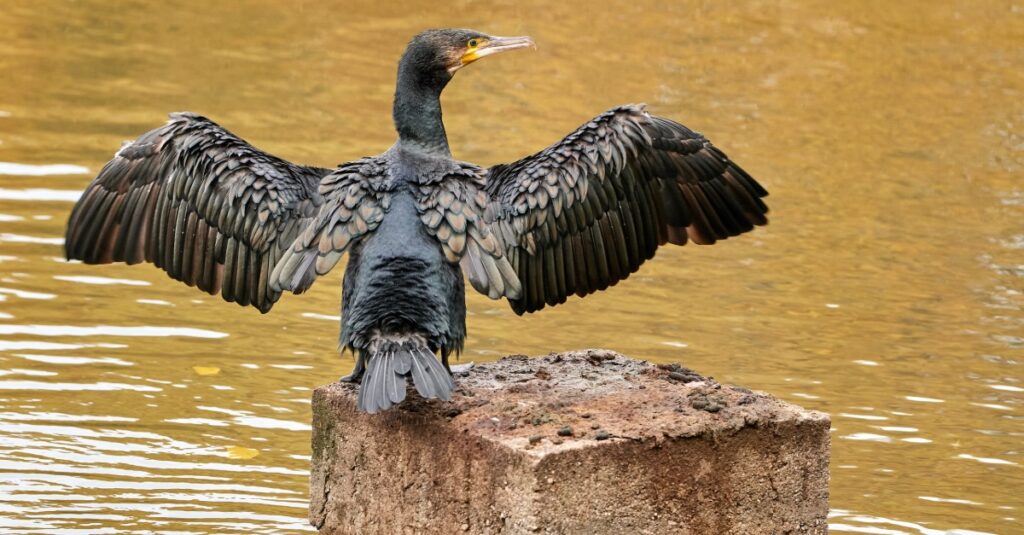 Vögel am Rhein in Köln