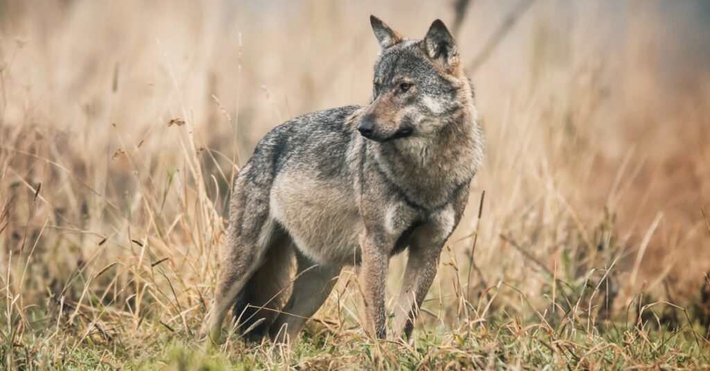 Wolf bei Köln