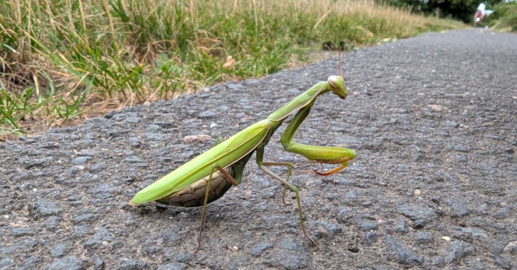 Gottesanbeterin Köln
