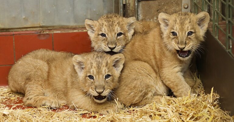 Löwenbabys Kölner Zoo