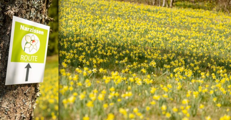 Narzissen in der Eifel