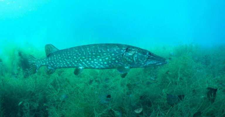Fische im Rhein