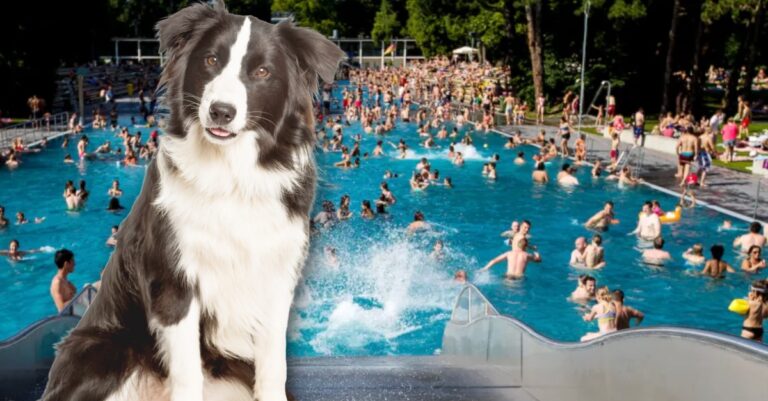 Hundeschwimmen Stadionbad