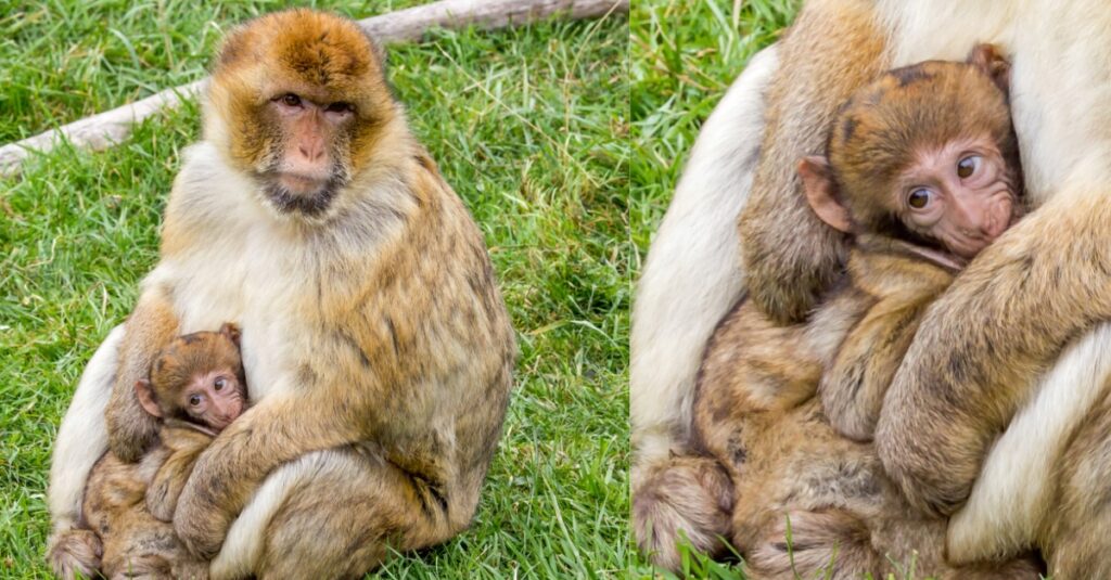 Affe im Affen und Vogelpark Eckenhagen