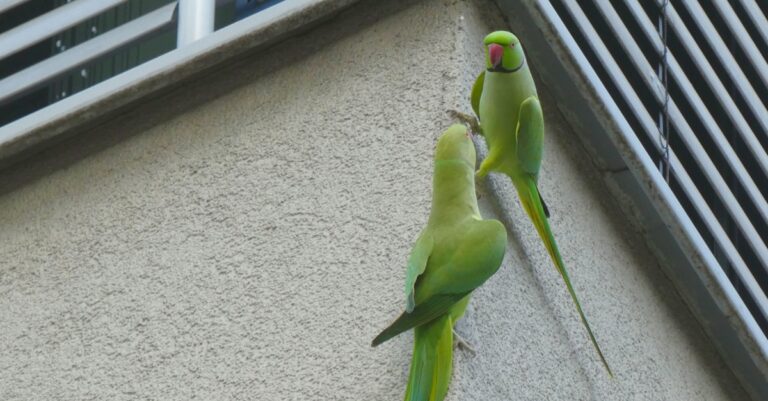 Grüne Papageien