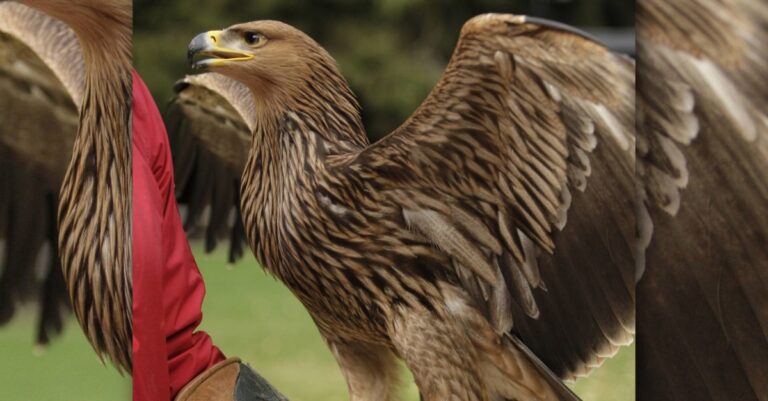 Adler im Wildpark bei Köln